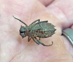 Neurocordulia alabamensis