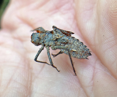 Neurocordulia alabamensis