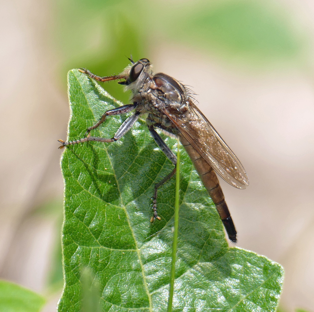 Short-winged Marauder