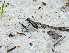 Cicindela abdominalis