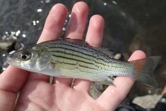 Morone mississippiensis