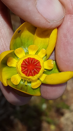 Nuphar × rubrodisca (Nuphar × rubrodisca)