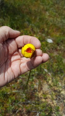 Nuphar × rubrodisca