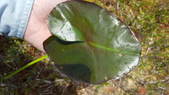 Nuphar × rubrodisca