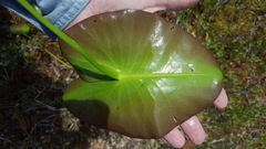 Nuphar × rubrodisca