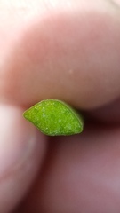 Nuphar × rubrodisca