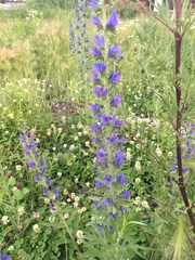 Echium vulgare