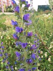 Echium vulgare