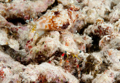 Dardanus sanguinolentus