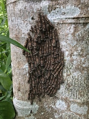 Lasiocampoidea