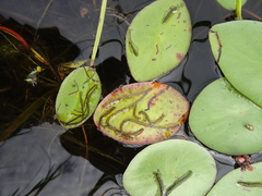 Polypedilum braseniae