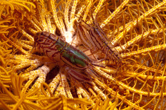 Synalpheus stimpsonii