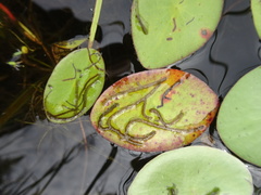 Polypedilum braseniae