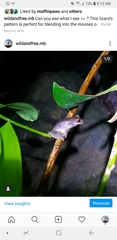Duellmanohyla legleri