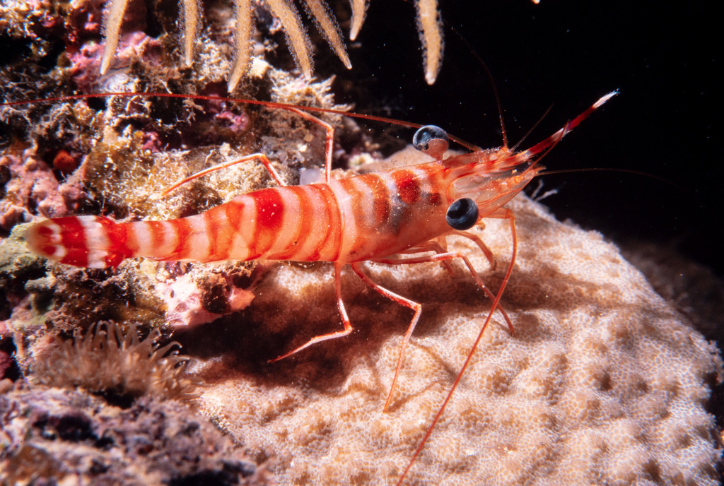 Cinetorhynchus striatus