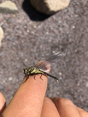 Gomphurus fraternus