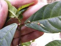 Acalypha laevigata