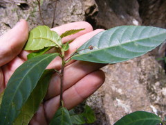 Acalypha laevigata