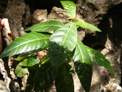 Acalypha laevigata
