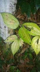 Dioscorea hispida