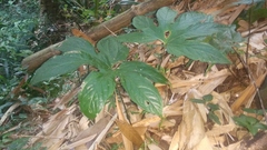 Tacca palmata
