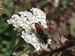 Stenopterus atricornis