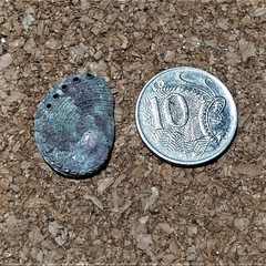 Haliotis coccoradiata