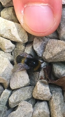 Bombus terrestris