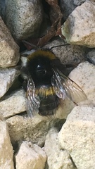 Bombus terrestris