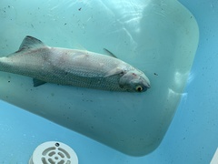 Hiodon alosoides