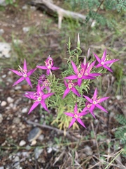 Zeltnera beyrichii