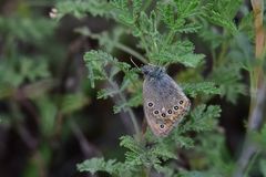 Coenonympha amaryllis