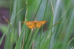Idaea aureolaria