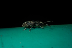 Eucorynus crassicornis