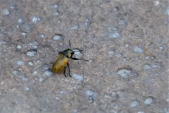 Labidostomis longimana