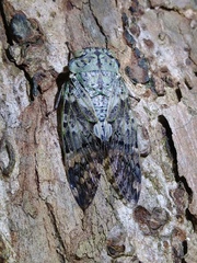 Platypleura kaempferi