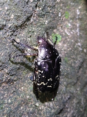 Protaetia orientalis sakaii