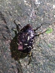 Protaetia orientalis sakaii
