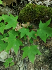 Acer laetum