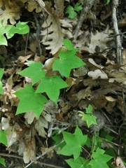 Acer laetum