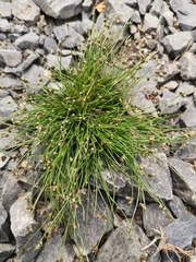 Isolepis setacea
