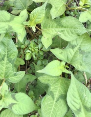 Persicaria thunbergii