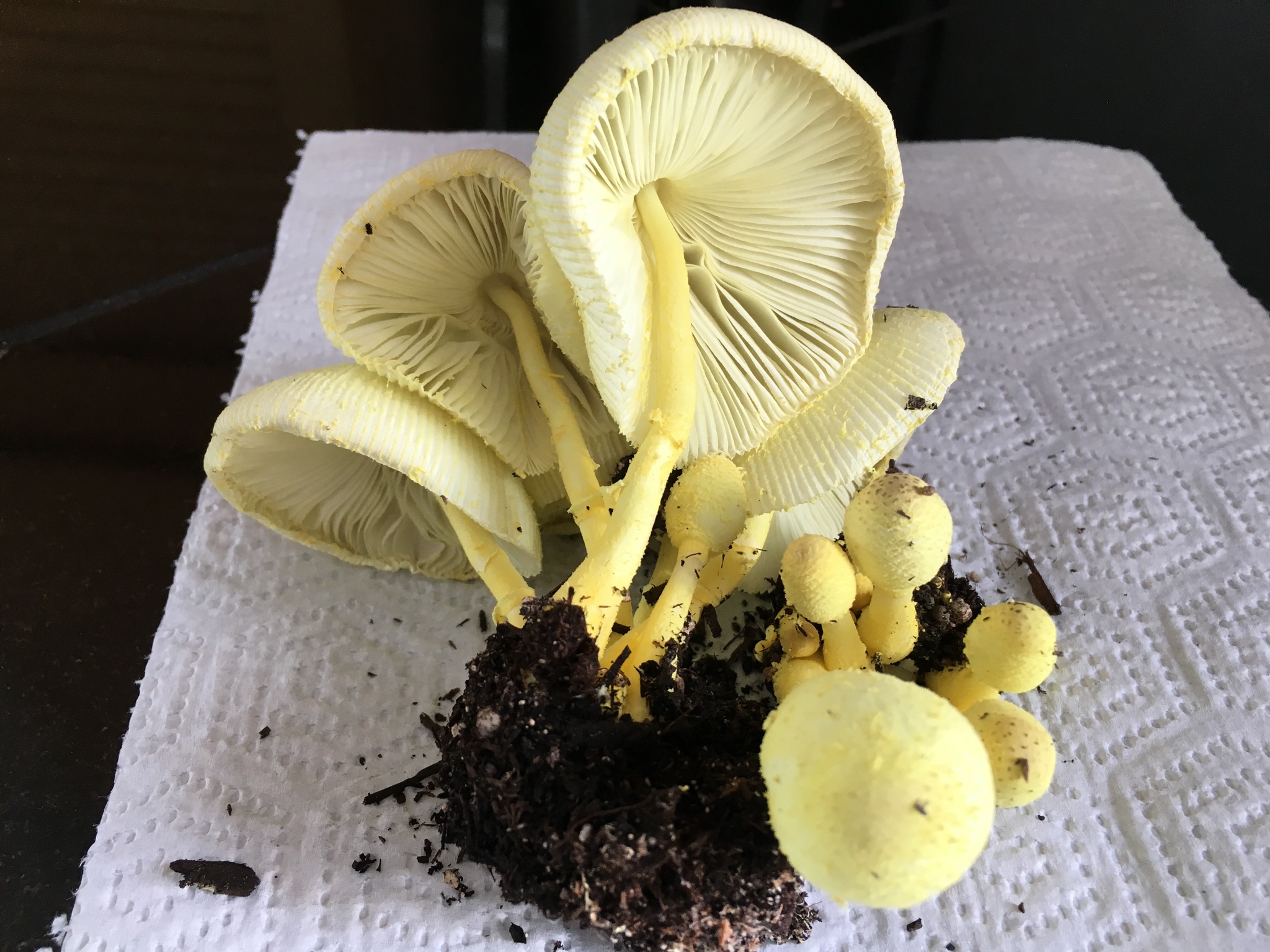 Leucocoprinus birnbaumii image