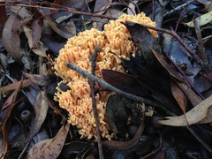 Ramaria capitata ochraceosalmonicolor