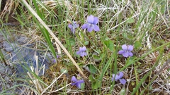 Viola nephrophylla