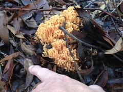 Ramaria capitata ochraceosalmonicolor