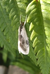 Cliniodes ostreonalis