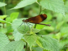 Calopteryx cornelia