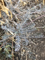 Astragalus trichopodus antisellii