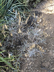 Astragalus trichopodus antisellii